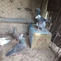 ماده کفتر