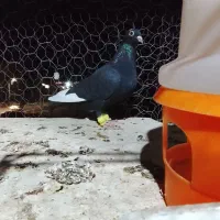 مینا سیاه خوشکل دستا۶به۶|پرنده|بیرجند, |دیوار