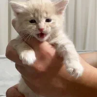 4 عدد بچه گربه 2ماهه|گربه|تبریز, |دیوار