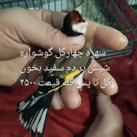 سهره های درجه یک همه بخون نشون دار معمولی