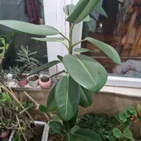 گیاه|گل و گیاه طبیعی|اردبیل, |دیوار