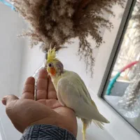 جوجه عروس دستی|پرنده|مشهد, امیرآباد|دیوار