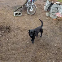 2عدد پاکوتا