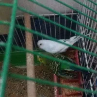 مرغ عشق جوان.جفت|پرنده|اردبیل, |دیوار