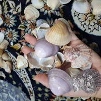 صدف دریای جنوب