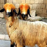 چوپان کار کن کارش و حقوق نبو