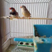 فنچ کینگ|پرنده|تهران, نعمت‌آباد|دیوار