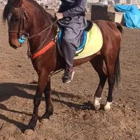 نریان دره شور، و مادیان کرد