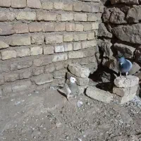 کفتر طوقی نیمه کار فروش فوری