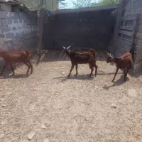 بز با دوتا کهره نرو ماده