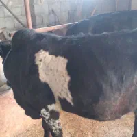 گاو|حیوانات مزرعه|رودبنه, |دیوار