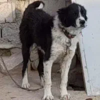 سگ گله|سگ|داران, |دیوار