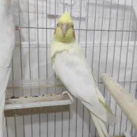 عروس هلندی|پرنده|نقده, |دیوار