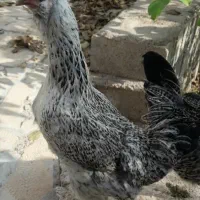 مرغ و خروس گلین