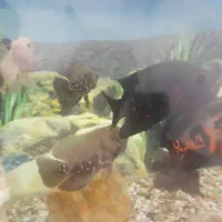 اکواریوم با لوازم ۷ عدد ماهی اسکار و۲تا لجن خار|ماهی|سراب, |دیوار