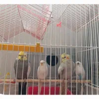عروس هلندی