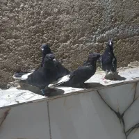 کبوتر
