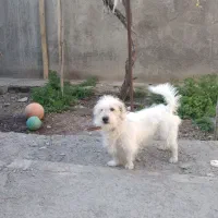 سگ پاکوتاه تریر