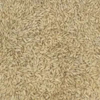 بره نر معاوضه با جو