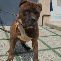 پرسا کاناریو اصیل کنکورسو پیت بول دوگو روتوایلر