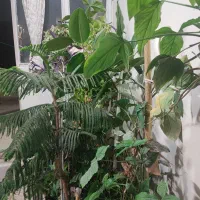 گیاه مطبق و فیکوس