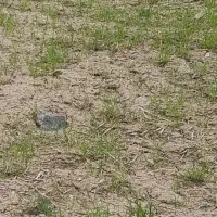 فروش زمین دردیوزند