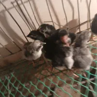 جوجه لاری اصل دانگ بالا|حیوانات مزرعه|شیراز, پانصد دستگاه ارتش|دیوار