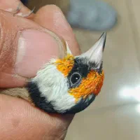 انواع سهره سرسیاه و کرمونی