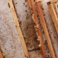 شان اصل قاب طبیعی