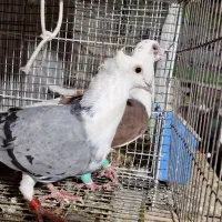 پشت گراف
