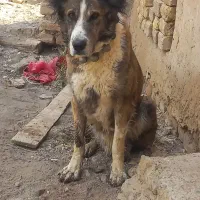 سگ ماده|سگ|قم, بوستان علوی|دیوار