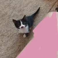 گربه