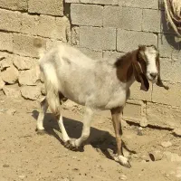 بز دورگ|حیوانات مزرعه|سعدآباد, |دیوار