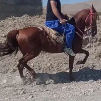 اسب مادیان ۵ سال