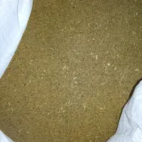 بذر یونجه