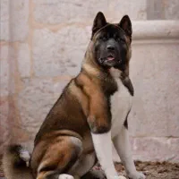 آکیتا آمریکایی|سگ|تهران, شهرک آزمایش|دیوار