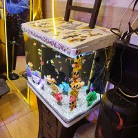 آکواریوم شرکتی کارتونی همراه ماهی|ماهی|تبریز, |دیوار