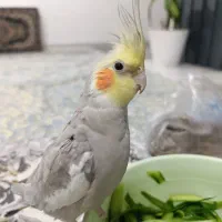 عروس سخنگو و آوازخوان