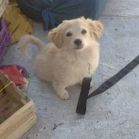 واگزاری سگ ارزان