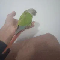 طوطی گیرچینگ. نام جیکو|پرنده|شیراز, شهرک فرزانگان|دیوار