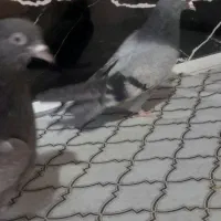 جوجه سبز  طوقی|پرنده|بم, |دیوار