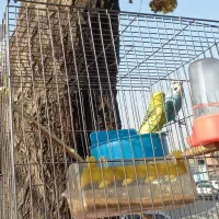 دو تا مرغ عشق