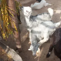 کهره نر|حیوانات مزرعه|سعدآباد, |دیوار