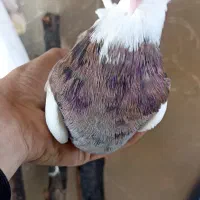 طوقی|پرنده|مسجد سلیمان, |دیوار