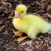 فروش جوجه اردک محلی