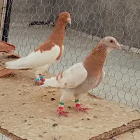 کفترو پلاکی پرشی|پرنده|شیراز, داریون|دیوار