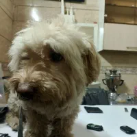 واگذاری سگ شیتزو تریر