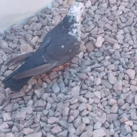 کفترکله برنجی|پرنده|اشکذر, |دیوار