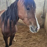 فروش یه مادیان و کره نریان