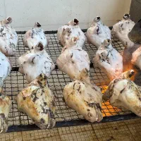 خوش عطر ترین گوشت حلال گوسفندی|خدمات پذیرایی، مراسم|ری, شهرری|دیوار